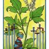 草药塔罗牌 Herbal Tarot