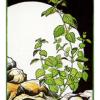 草药塔罗牌 Herbal Tarot